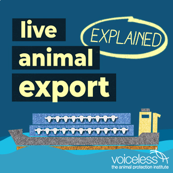 Preview of Live Animal Export Explained | Video and Transcript