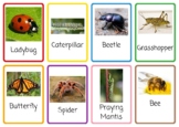Live Bug Flash Cards | Matching Game | Preschool | Kindergarten