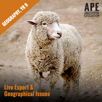 Preview of Live Export | Geography Year 9 | Live Export and Geographical Issues