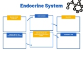 Livestock Anatomy: Endocrine System Graphic Organizer