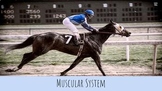 Livestock/Animal Muscular System Digital Notebook