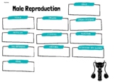 Livestock Male Anatomy Graphic Organizer
