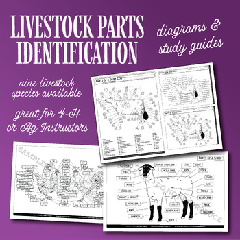 Preview of Livestock Parts BUNDLE: Worksheets & Diagrams (4-H, FFA, Ag Ed)