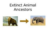 Living Ancestors of Extinct Animals