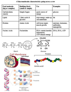 Preview of Living Environment Regents Review Sheet - Biochemistry and Enzymes