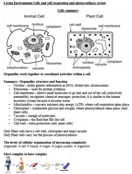 Preview of Living Environment Regents Review Sheet - Cells, photosynthesis, respiration