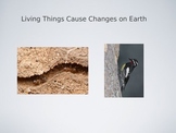 Living Things Cause Changes on Earth