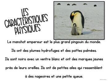 Livret De Recherche Animaux Le Manchot Empereur Emperor Penguin