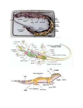 lizard external anatomy