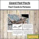 Lizard Fast Facts - Montessori Zoology Cards & Pictures