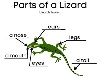 simple lizard diagram
