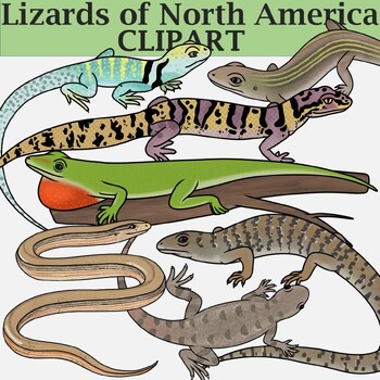 Preview of Lizards of North America Clipart