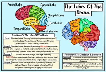 Preview of Lobes of the Brain