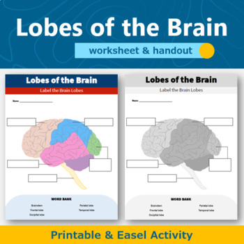 Preview of Lobes of the Brain Diagram Worksheet and Handout | Human Body Systems