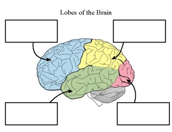 4 lobes of the brain