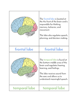 Preview of Lobes of the Brain - Three/Four Part Cards