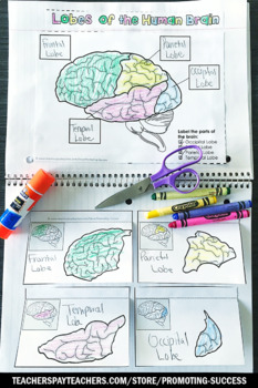 Lobes of the Human Brain Activity, Science Interactive ...