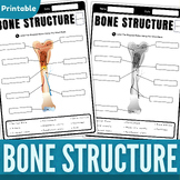 Long Bone Anatomy Labeling Worksheet | Label the Long Bone