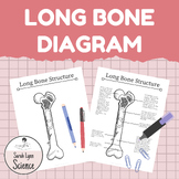 Skeletal System Long Bone Structure Diagram