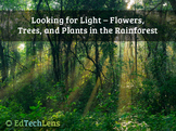 Trees, ­­Flowers, Other Plants, and Fungi in a Rainforest 