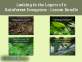 Looking in the Layers of a Rainforest Ecosystem - Lesson B
