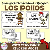Los pollos El ciclo de vida del pollo Spanish Chickens Rea