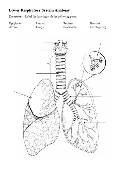 Preview of Lower Respiratory System Anatomy - Diagram Labeling