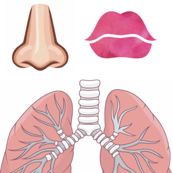 Preview of Lung Anatomy Printable