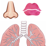 Lung Anatomy Printable