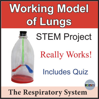 Preview of Respiratory System Activity Lung Model