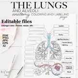 Lungs, Bronchi and Alveoli Anatomy Coloring and Labeling page