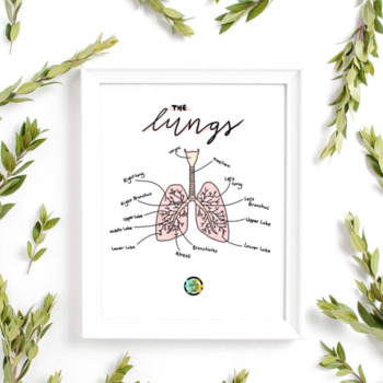 Preview of Lungs Graphic