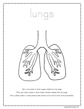 Lungs Worksheet by Precocious PreK | Teachers Pay Teachers