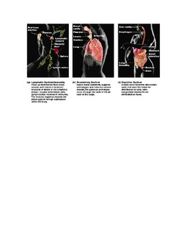 Preview of Lymphatic, Respiratory, Digestive Images