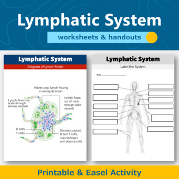 Preview of Lymphatic System Diagram Worksheet and Handout | Human Body Systems