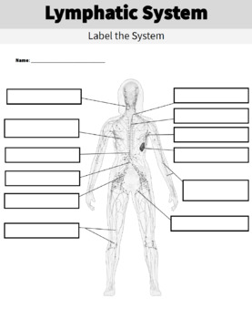 Lymphatic System Diagram Worksheet and Handout | Human Body Systems