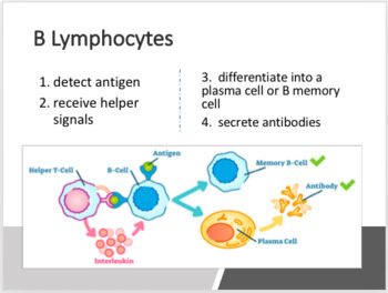 Immune and Lymphatic System Unit Notes by Biology with Brynn and Jack