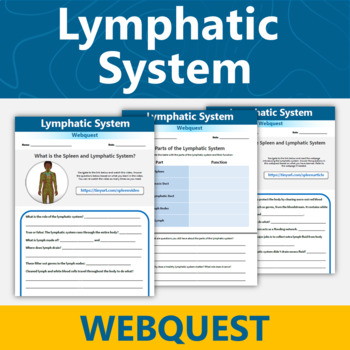 Preview of Lymphatic System Webquest Human Body Systems Activity