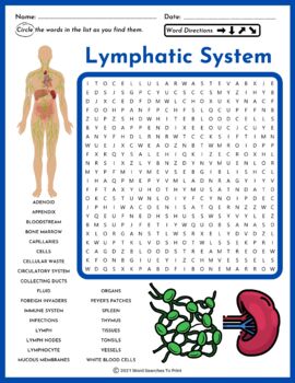 Preview of FREE Lymphatic System Word Search Puzzle Worksheet – No Prep Activity