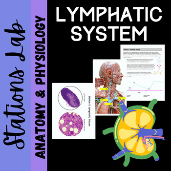 Preview of Lymphatic and Immune System Anatomy: Stations Lab