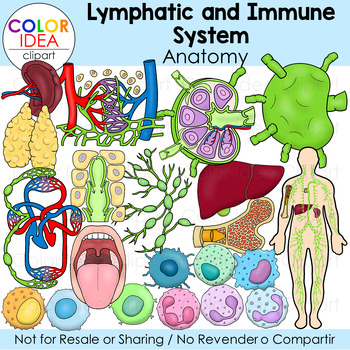 Preview of Lymphatic and Immune Systems