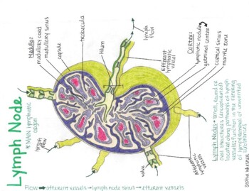 Preview of Lymphatic system lecture, lecture notes and study sheets