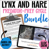 Lynx and Hare Predator Prey Cycling Population Dynamics Ac