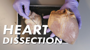 Preview of MAMMAL HEART ANATOMY AND PULMONARY CIRCULATION WITH DISSECTION VIDEO