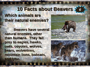 MAMMALS IN YOUR BACKYARD BUNDLE: 7 engaging PPTs w facts, video links ...