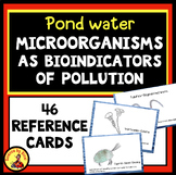 Pond Water MICROORGANISMS  BIOINDICATORS of Water Pollutio