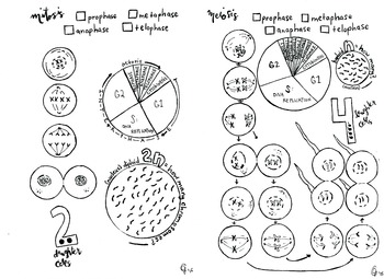 Preview of MItosis vs Meiosis coloring sheet Cell Division