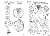 MItosis vs Meiosis coloring sheet Cell Division
