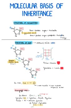 Preview of MOLECULAR BASIS OF INHERITANCE handwritten notes( Grade-11th and 12th)
