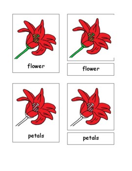 Preview of MONTESSORI 3-part nomenclature cards "Parts of the Flower"